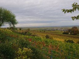 Weinfest Bockenheim 2019